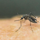 Close-up of mosquito on skin
